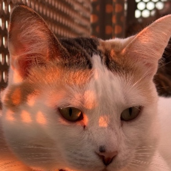 Praline
