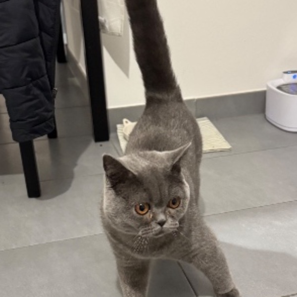 Milo