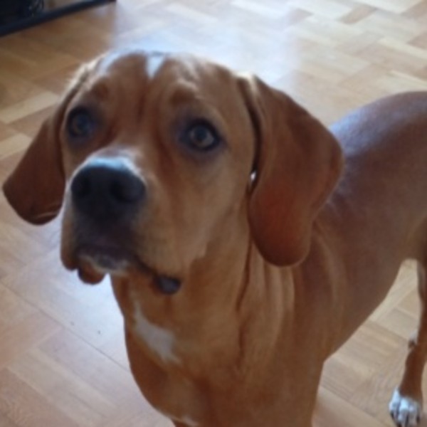 Lila