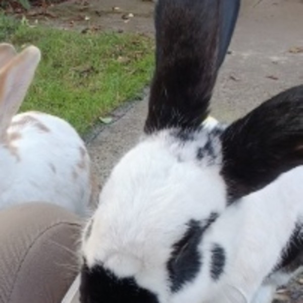 Pongo