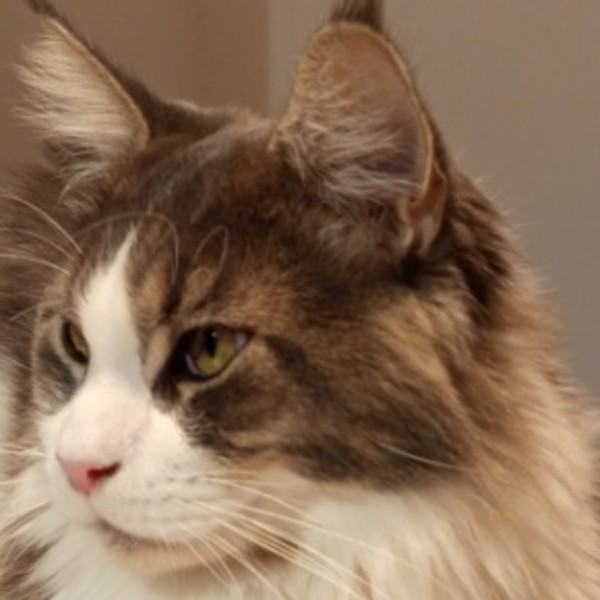 Willow