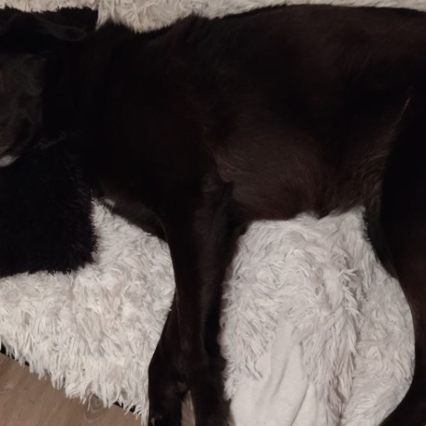 laika