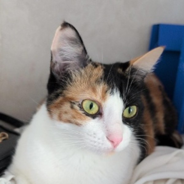 Hina