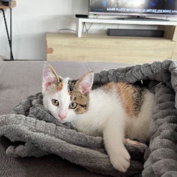 Naya