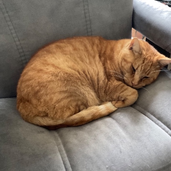 Lechat