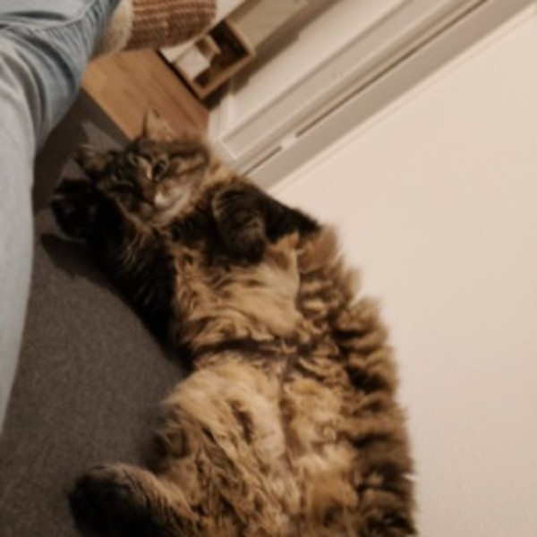 Piou