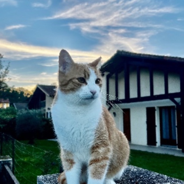 Willow