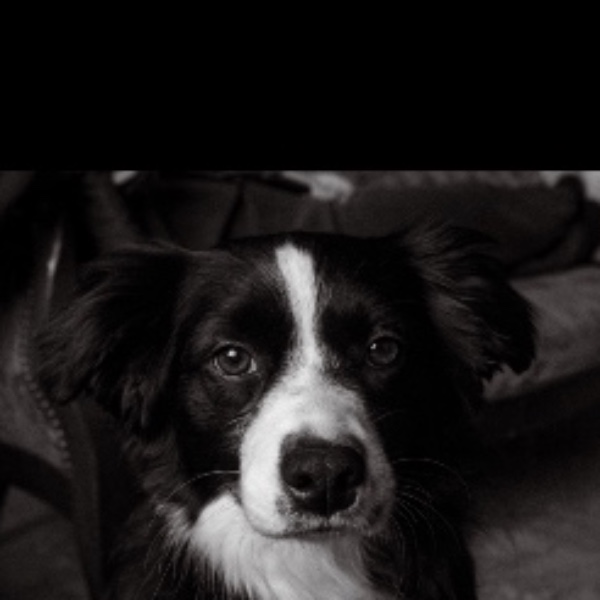 Stella