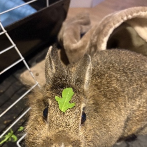 Cookie