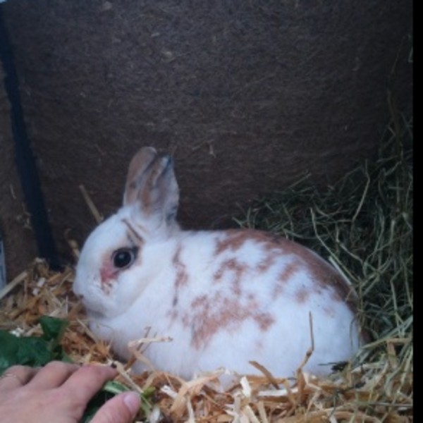 Pixel