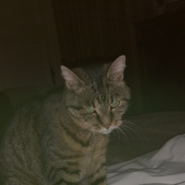 Minette