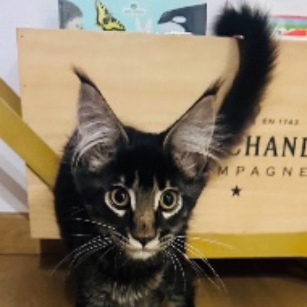 Athena