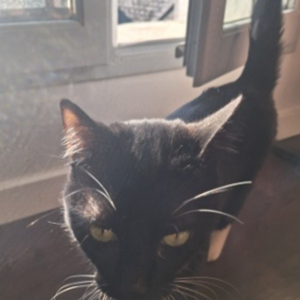 Zorro