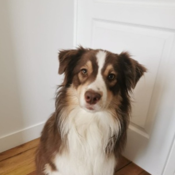 Nova