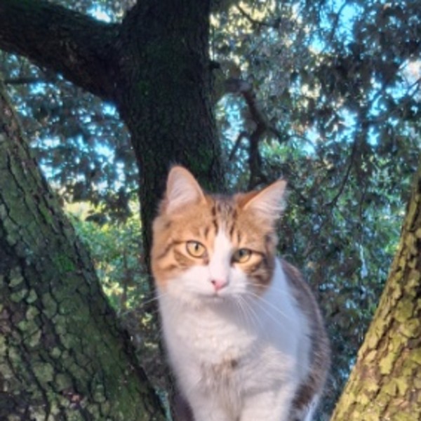 Aslan