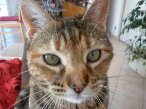 Noisette