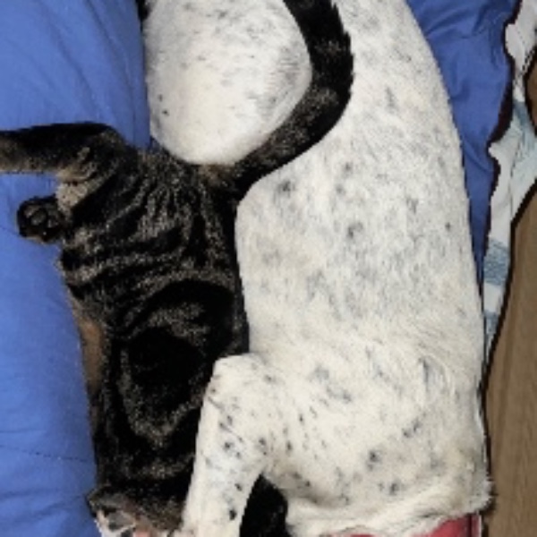 Doudou