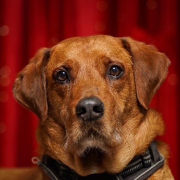César