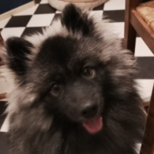 Oreo