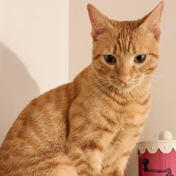 Leo
