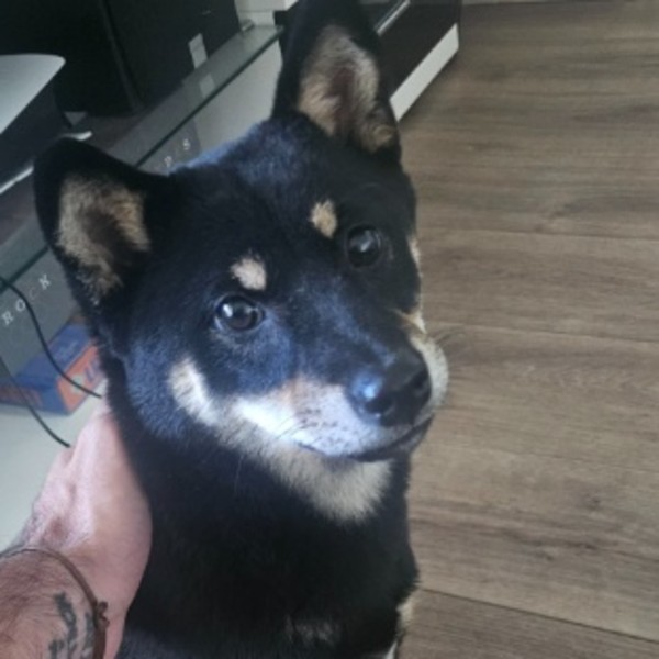 Akira