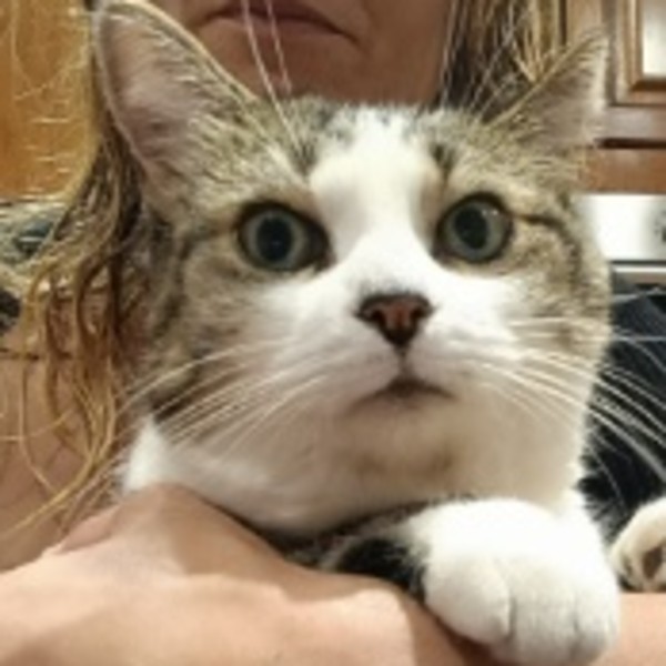 Minette