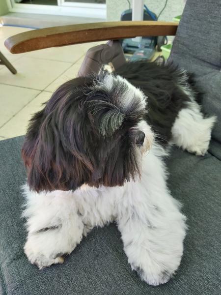 TINA