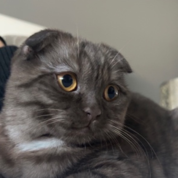 Pamuk