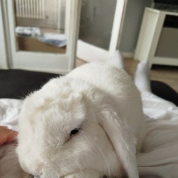 Cookie