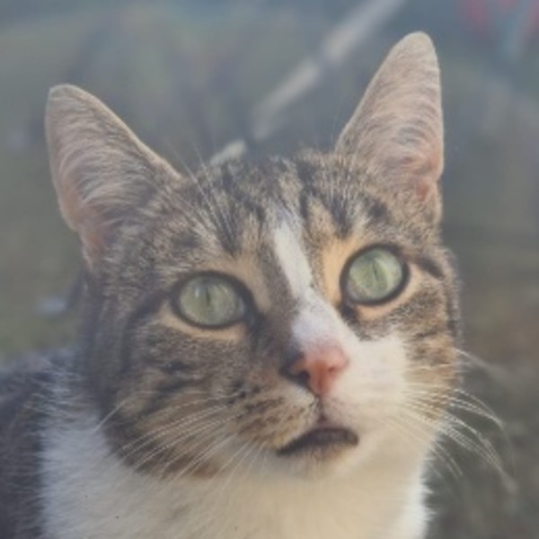 Soquette