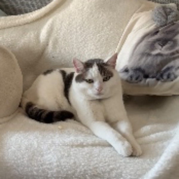 Chatoune