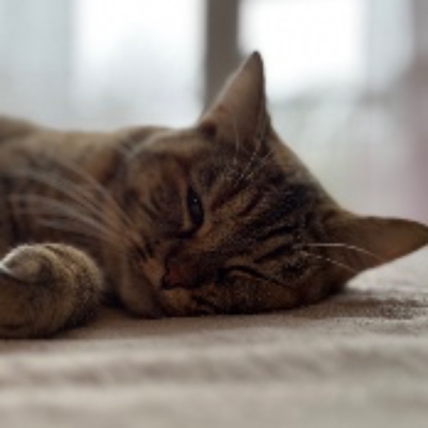 Nala