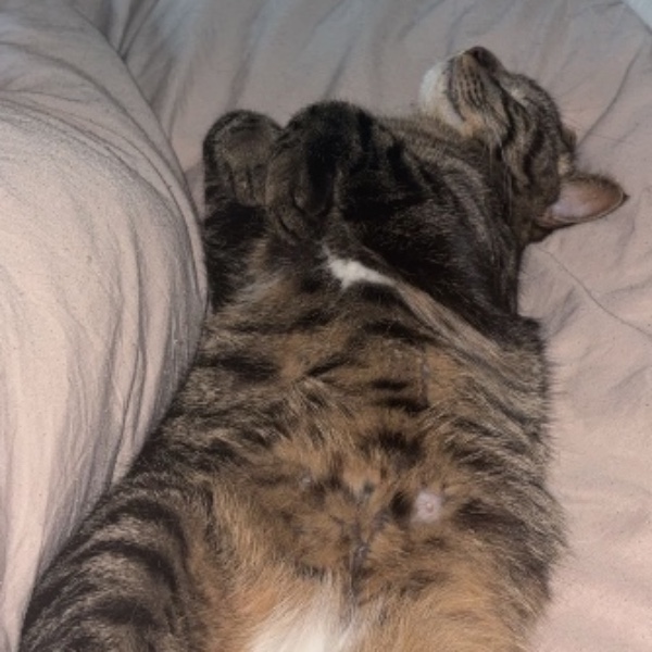 Nala