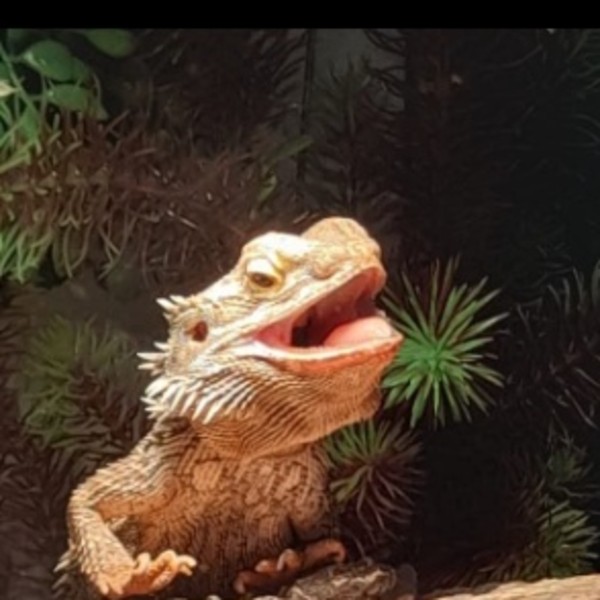Georges