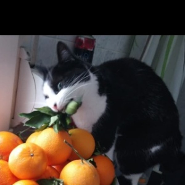 Moumousse