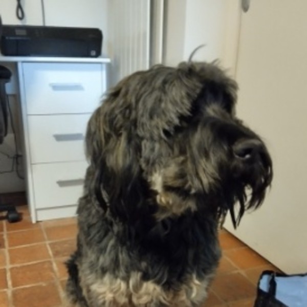 Tibo