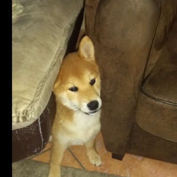 Ares