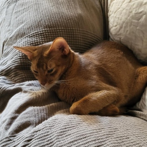 Tango
