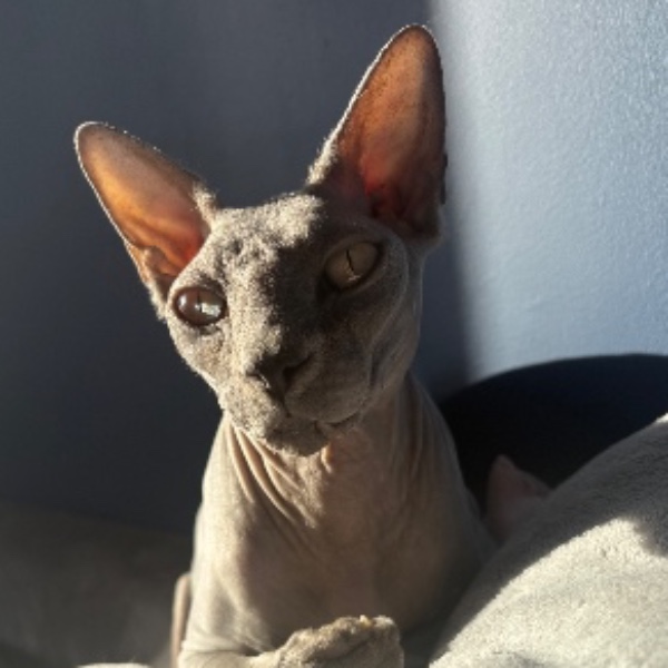 Syrius