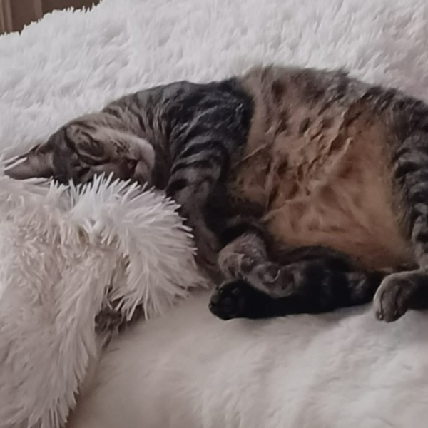 Tigrou