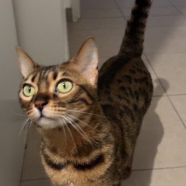 Naya