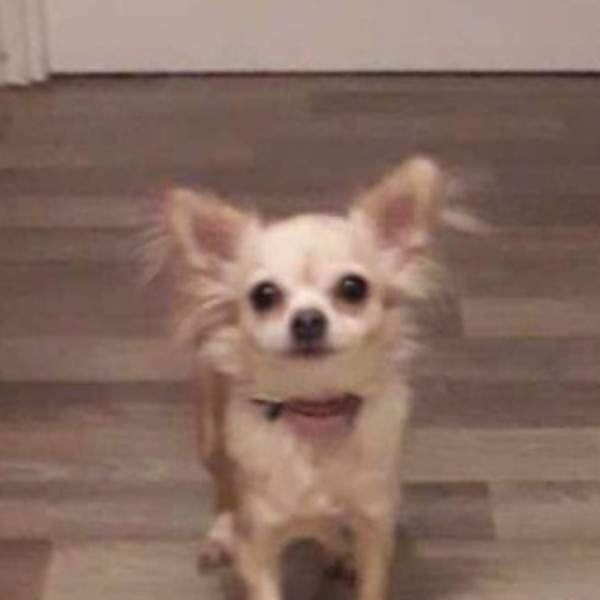 Stella