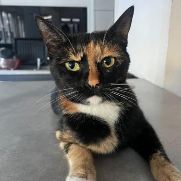 Calypso