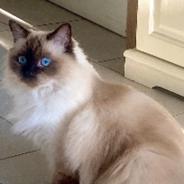 Arwen