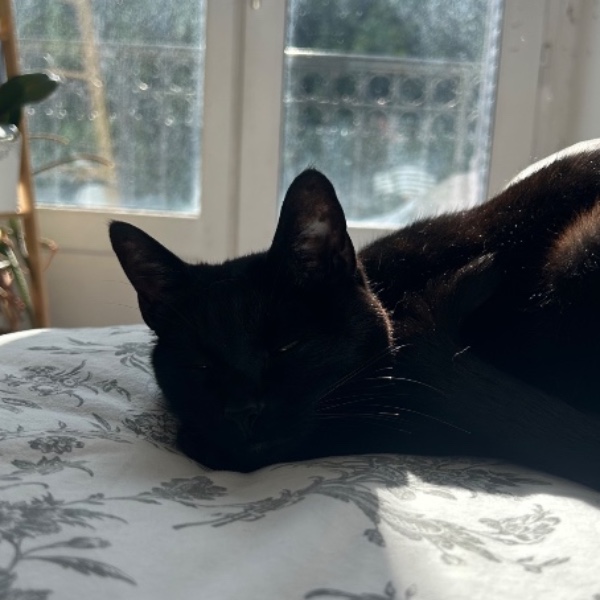 Myrtille