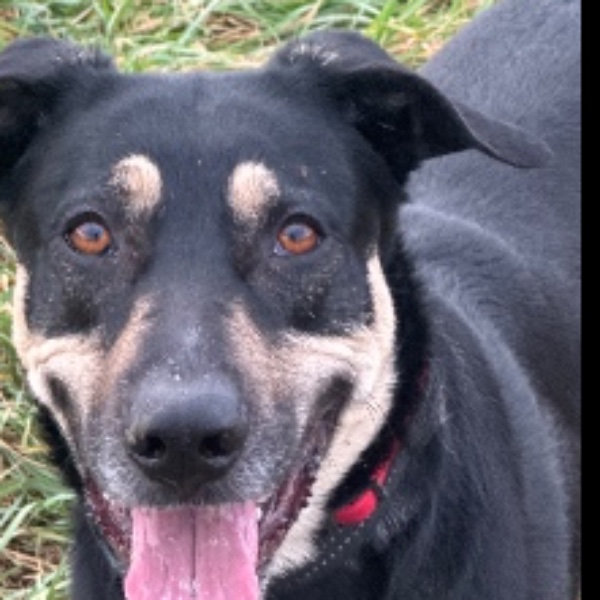 Nalla