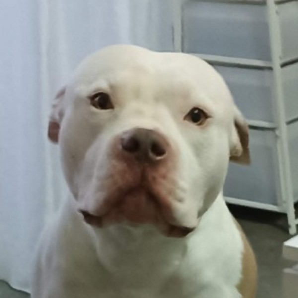 Ruben