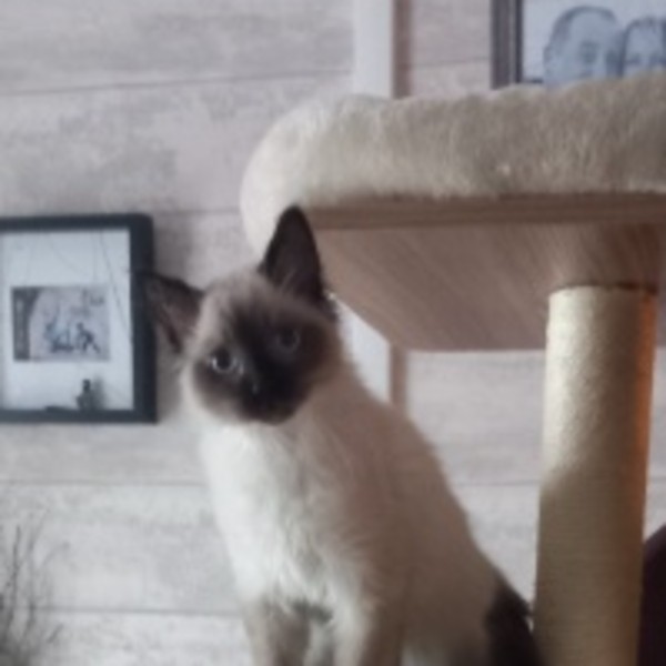 Kâlin