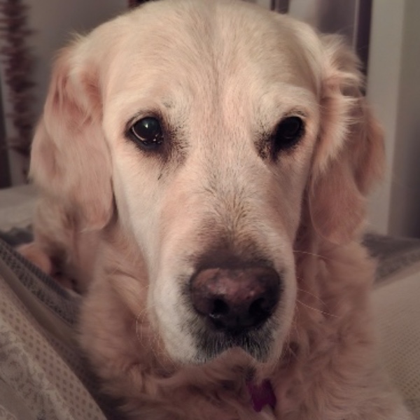 Dolly