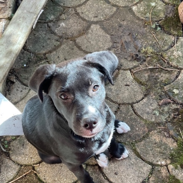 Roxy